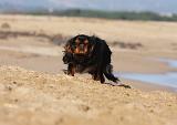 KING CHARLES SPANIEL 035